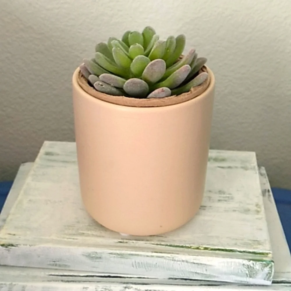 Succulent in a ceramic pot